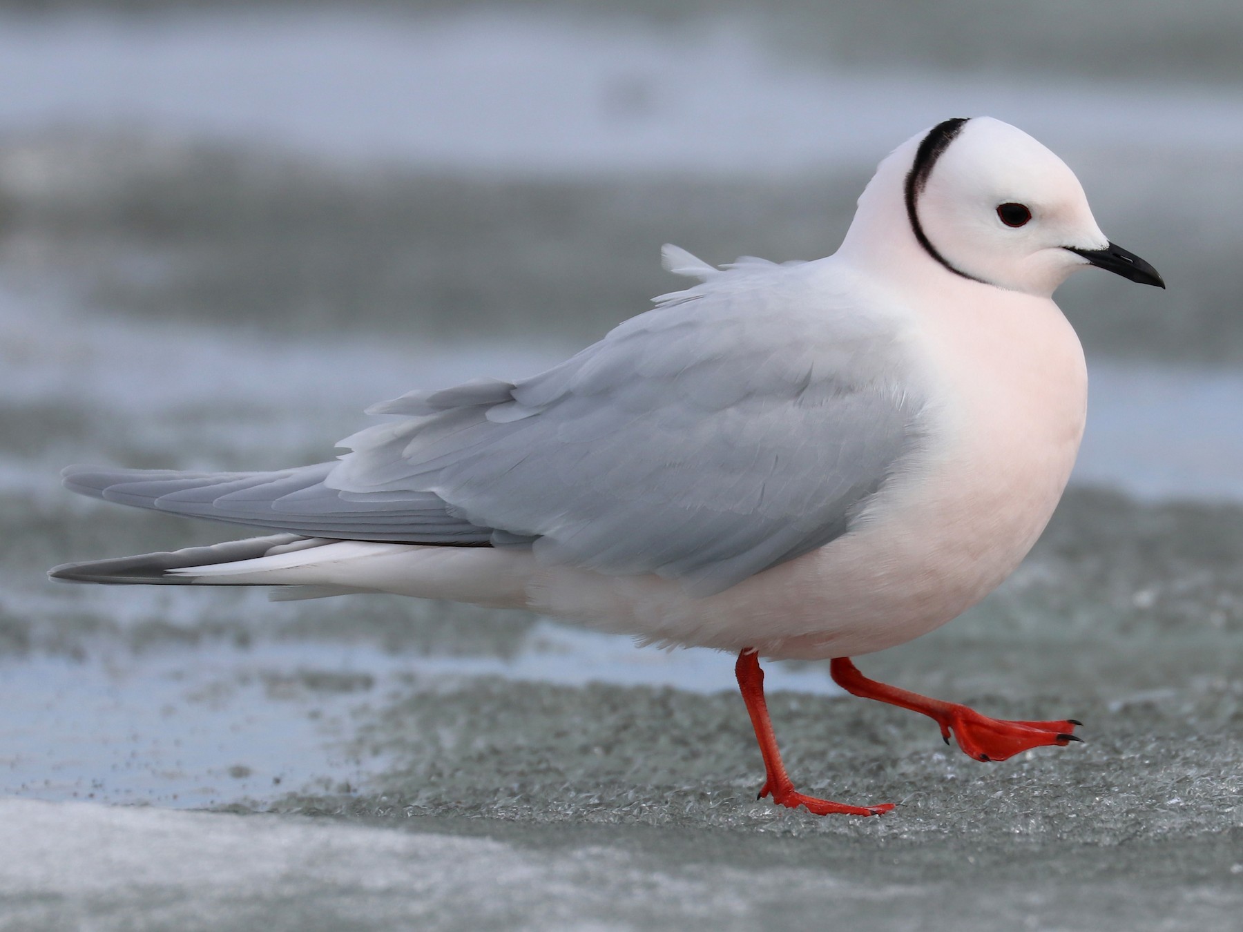 Ross's Gull - Shiloh Schulte