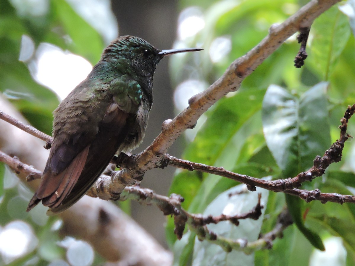 Berylline Hummingbird - Manuel Becerril González