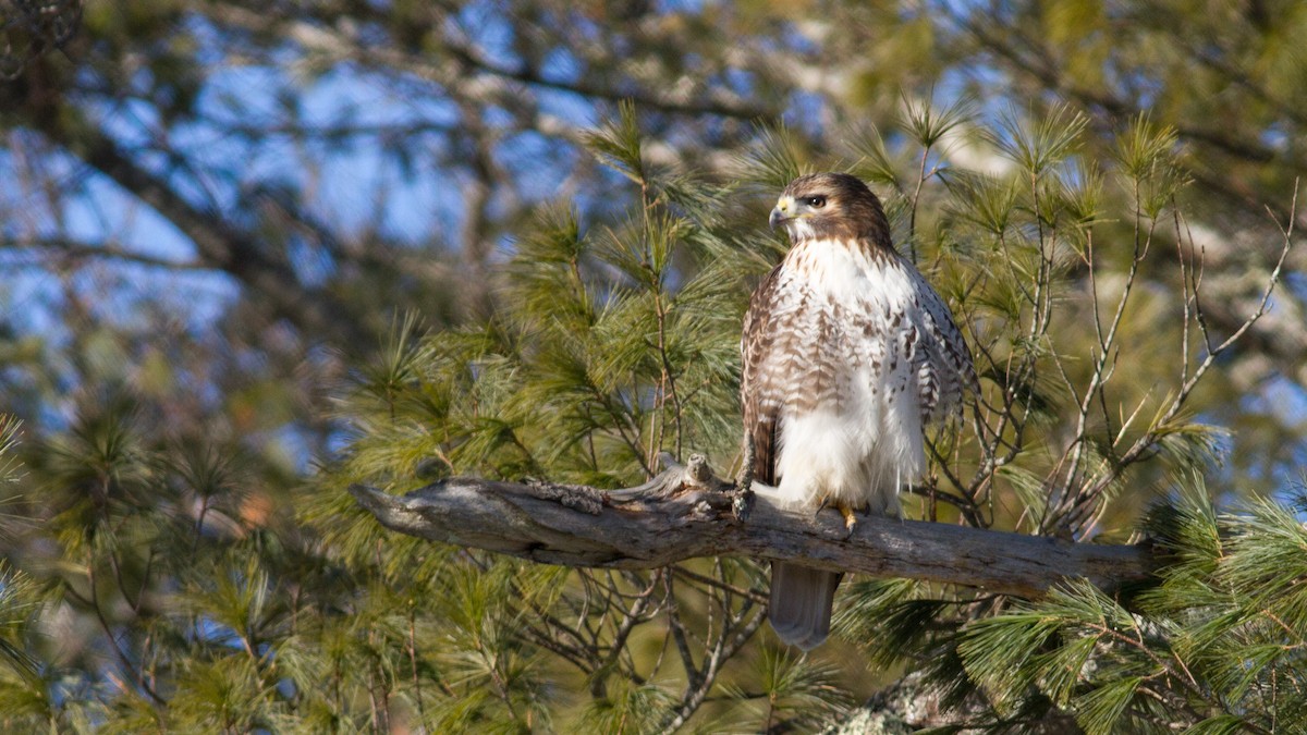Red-tailed Hawk - Fyn Kynd