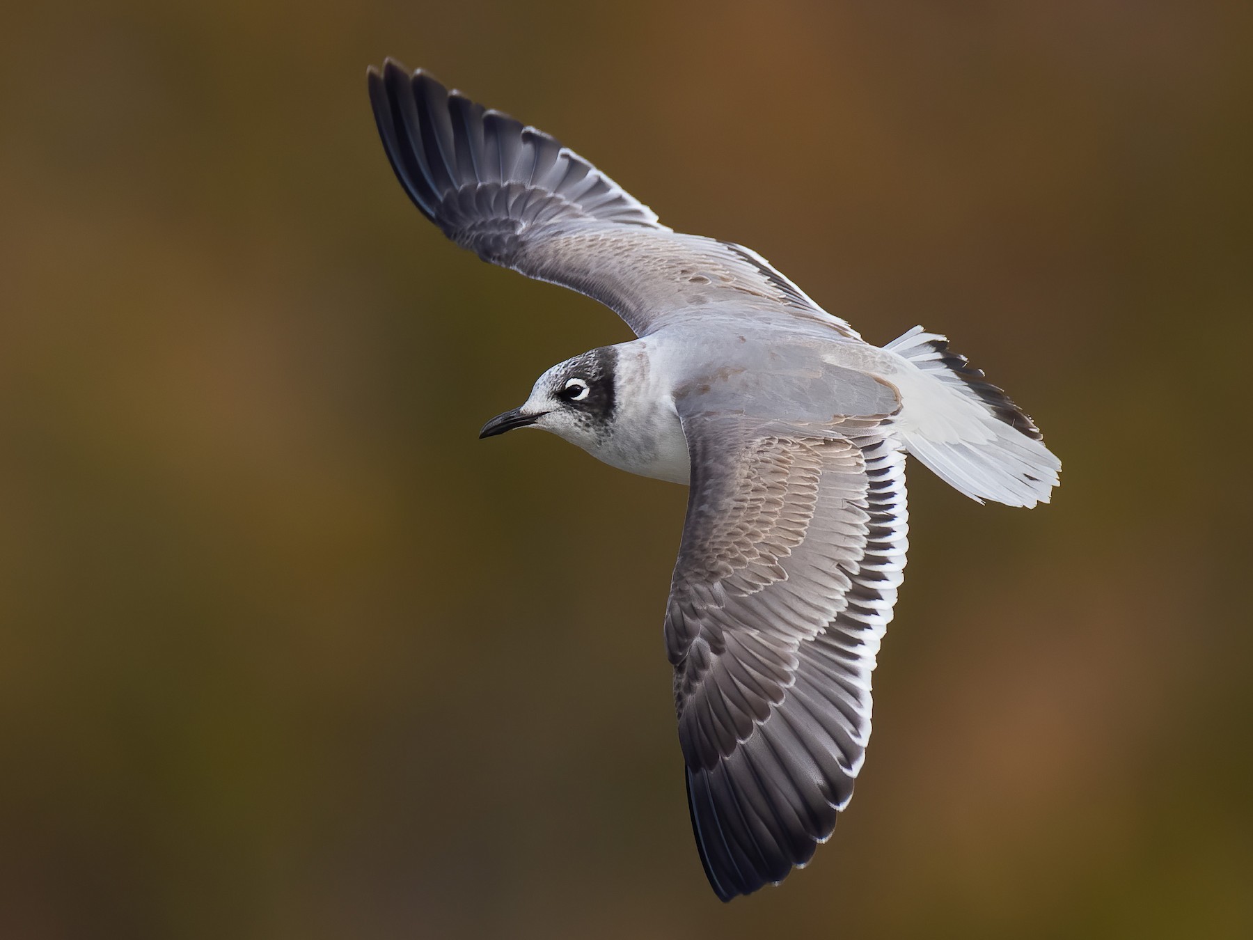 Franklin's Gull eBird