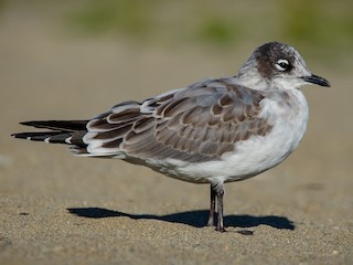 アメリカズグロカモメ - eBird