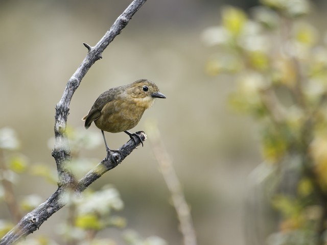 Definitive Basic Tawny Antpitta (subspecies&nbsp;<em class="SciName notranslate">quitensis</em>). - Tawny Antpitta (Western) - 