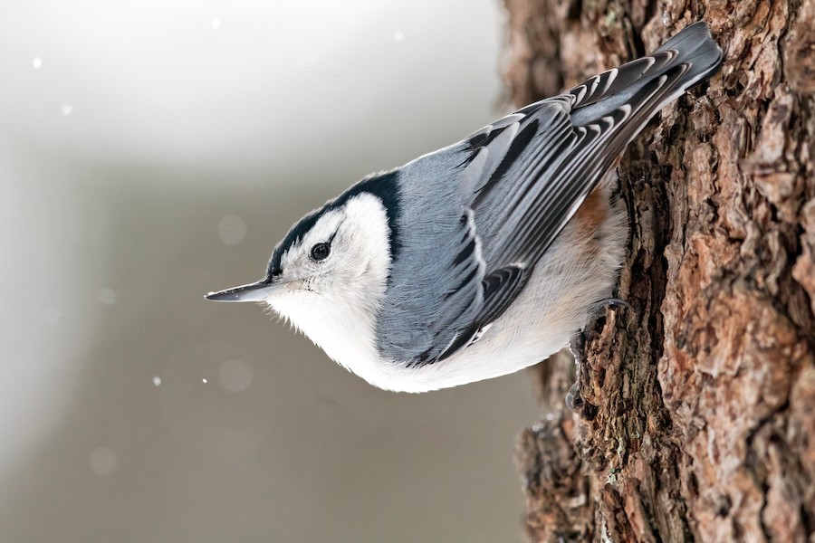 White-breasted Nuthatch (Eastern) - eBird