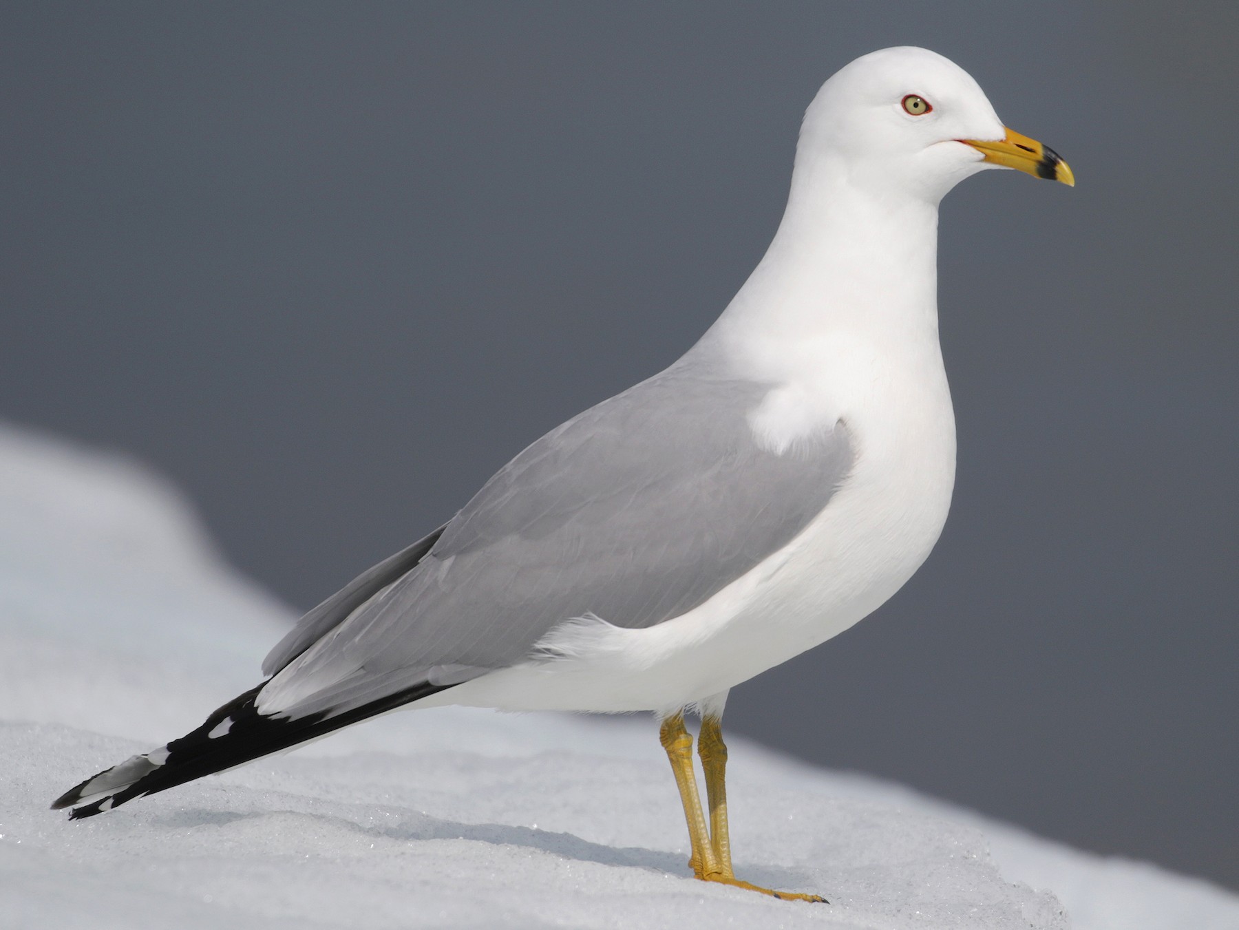 Ring-billed Gull - Cameron Eckert