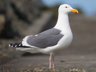  - Western Gull