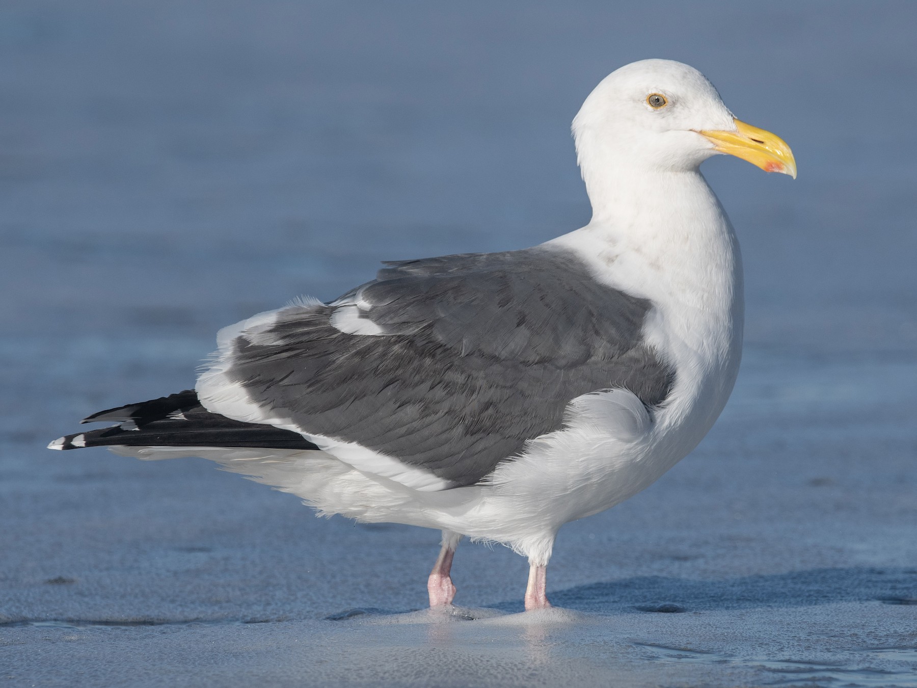 アメリカオオセグロカモメ - eBird