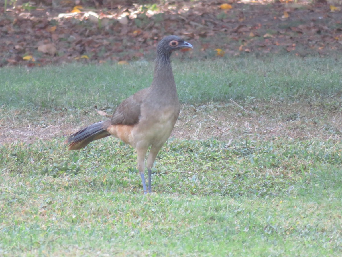 West Mexican Chachalaca - ML303372751
