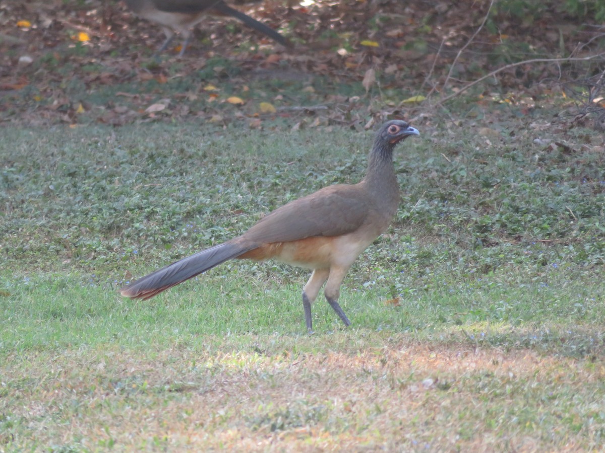 West Mexican Chachalaca - ML303372761