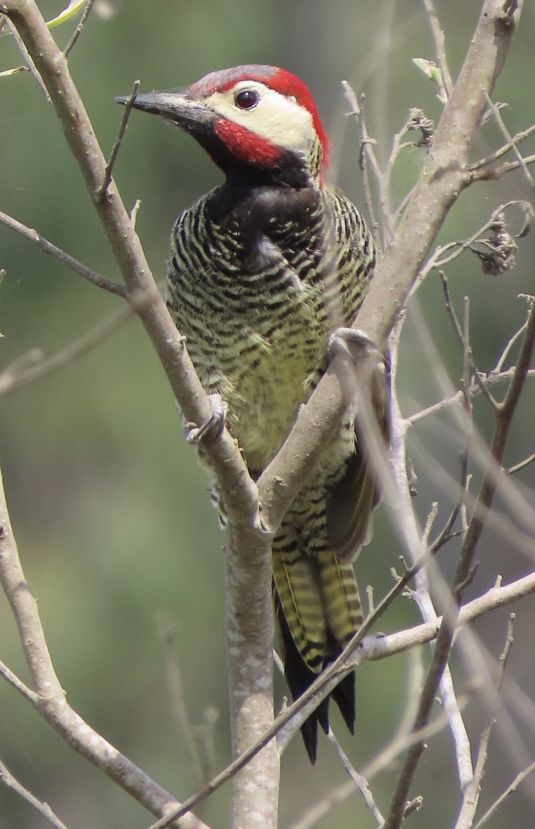 Black-necked Woodpecker - ML303375151