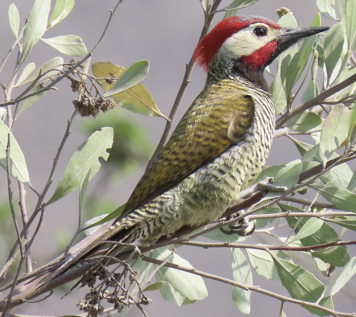 Black-necked Woodpecker - ML303375161
