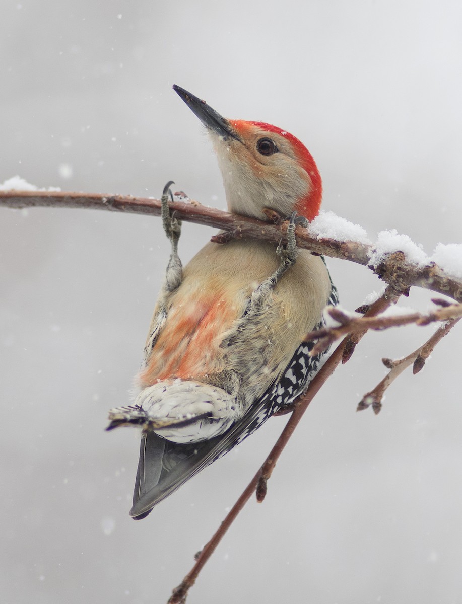 Red-bellied Woodpecker - Tom Warren