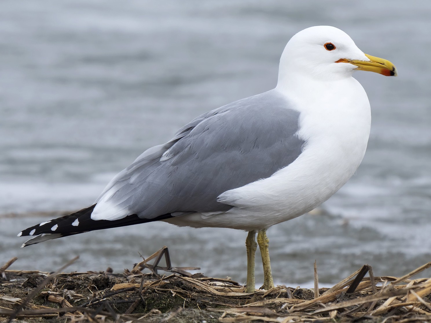 California Gull - Daniel Arndt