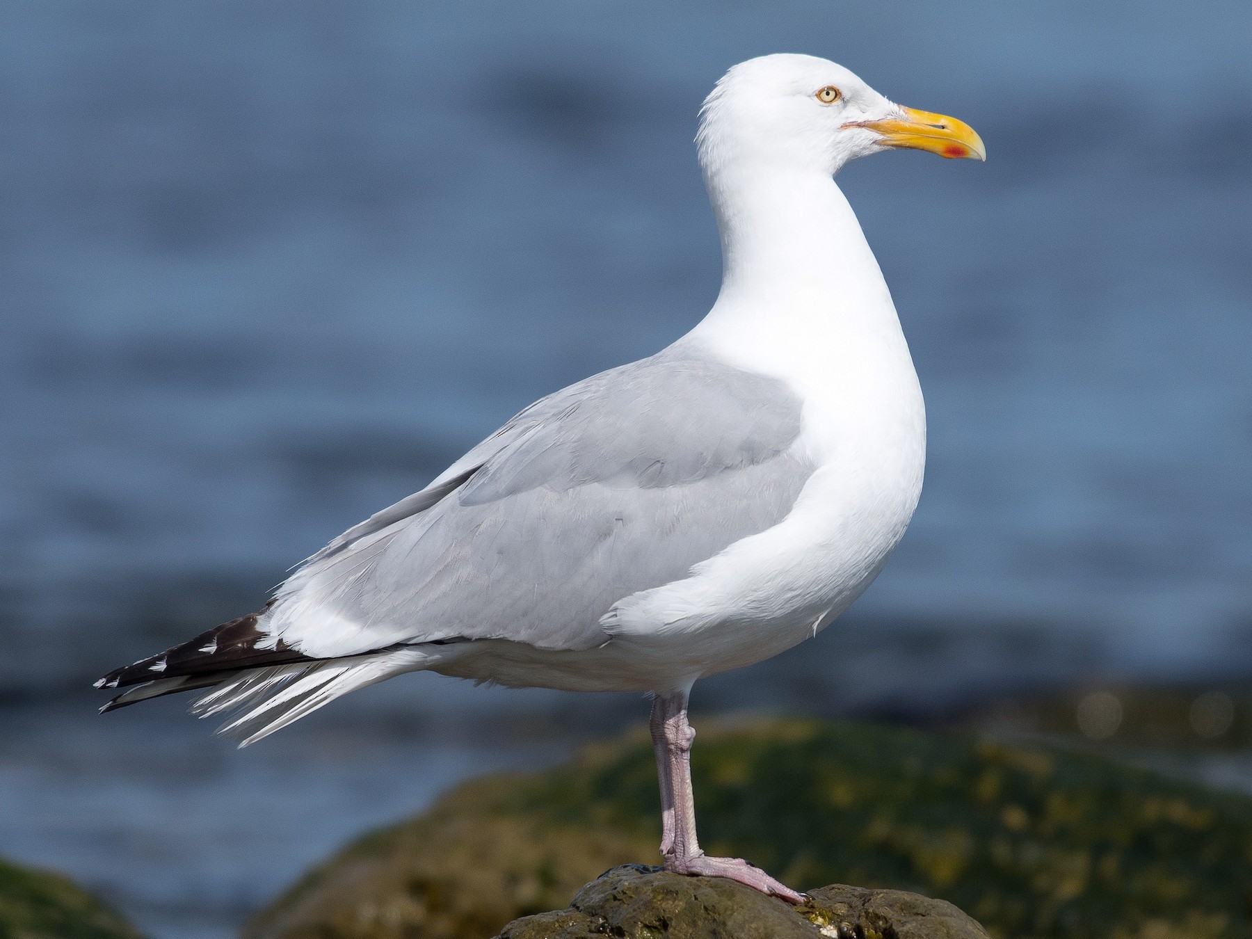 Herring Gull - Simon Boivin