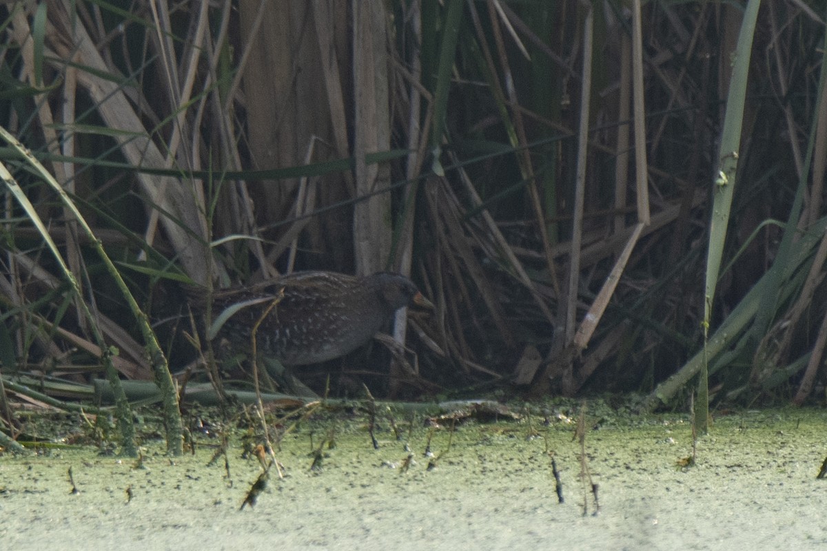 Spotted Crake - ML303382181