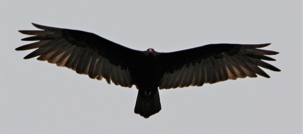 Greater Yellow-headed Vulture - ML303383641