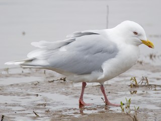  - Iceland Gull (kumlieni/glaucoides)