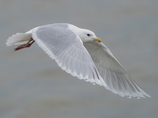 アイスランドカモメ - eBird