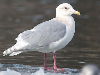 非繁殖期の成鳥 (Iceland) - Amanda Guercio - ML303386711