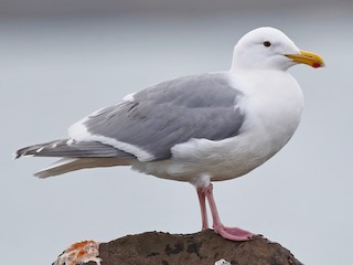 ワシカモメ - eBird