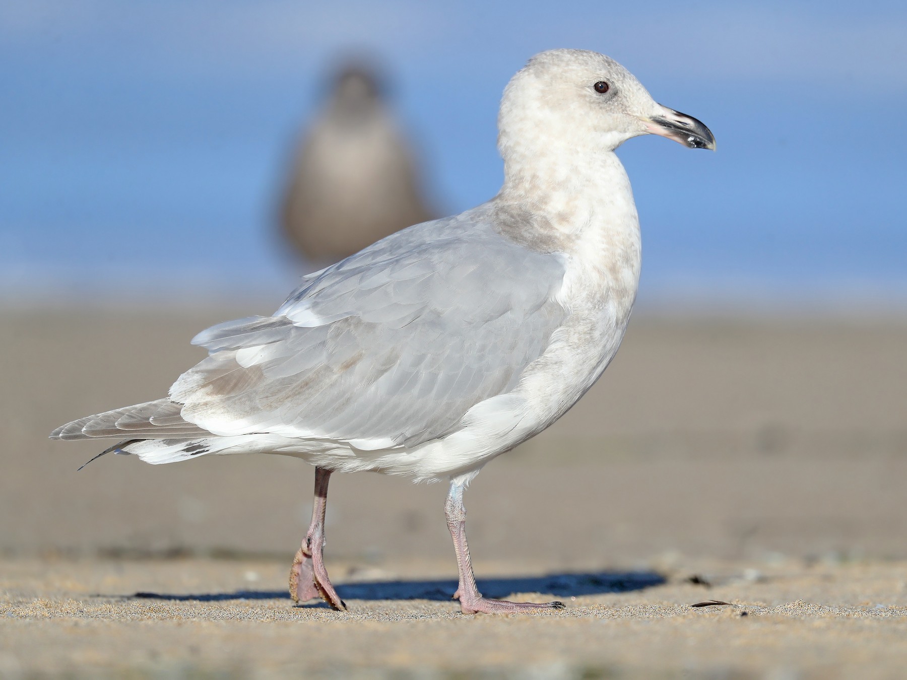 ワシカモメ Ebird