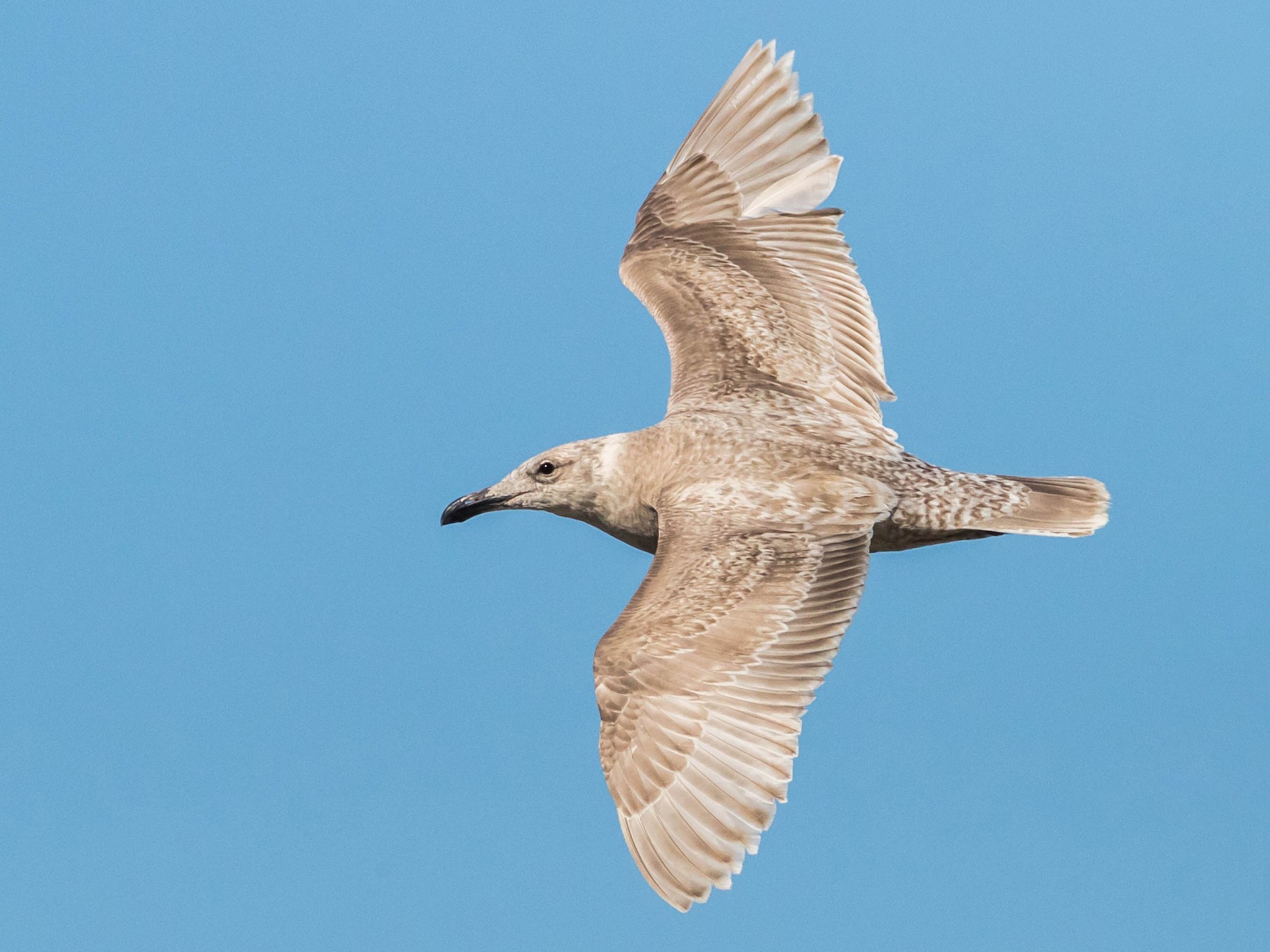 Glaucous-winged Gull - Chezy Yusuf