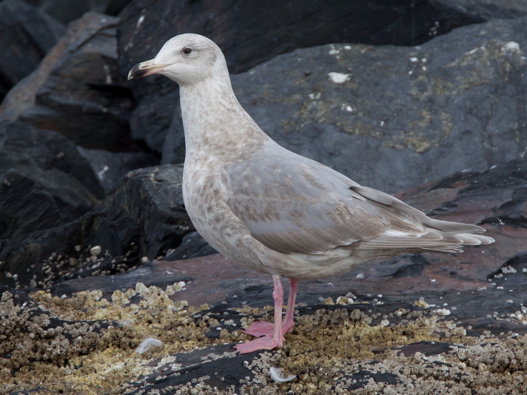 Glaucous-winged Gull - Chris Wood