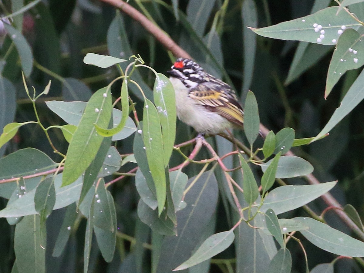 Red-fronted Tinkerbird - ML303392491