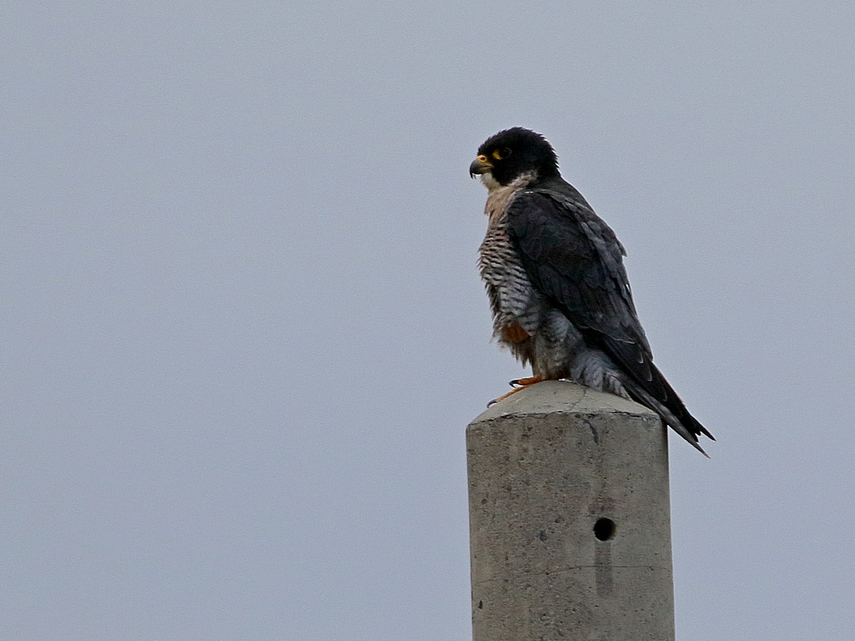 Peregrine Falcon (African) - ML303393831