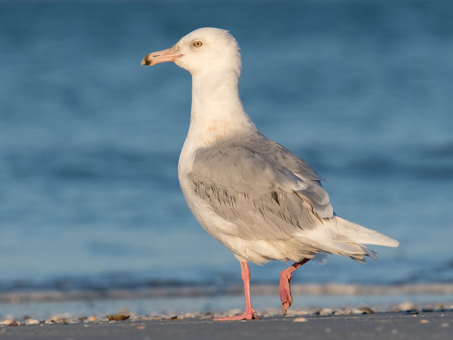 Glaucous Gull - Melissa James