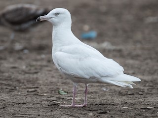  - Glaucous Gull