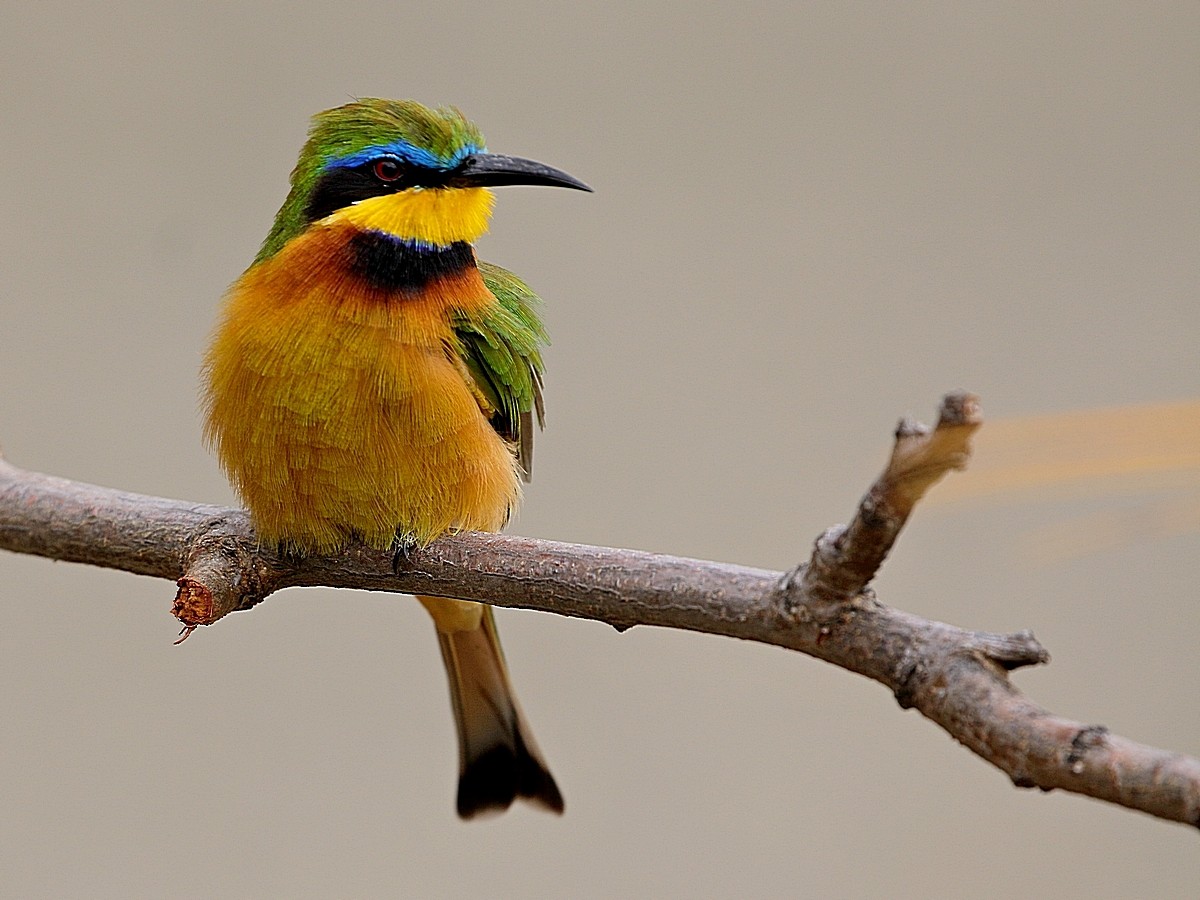 Little Bee-eater - ML303399011