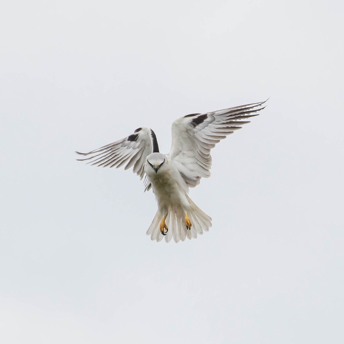 Black-shouldered Kite - Ged Tranter