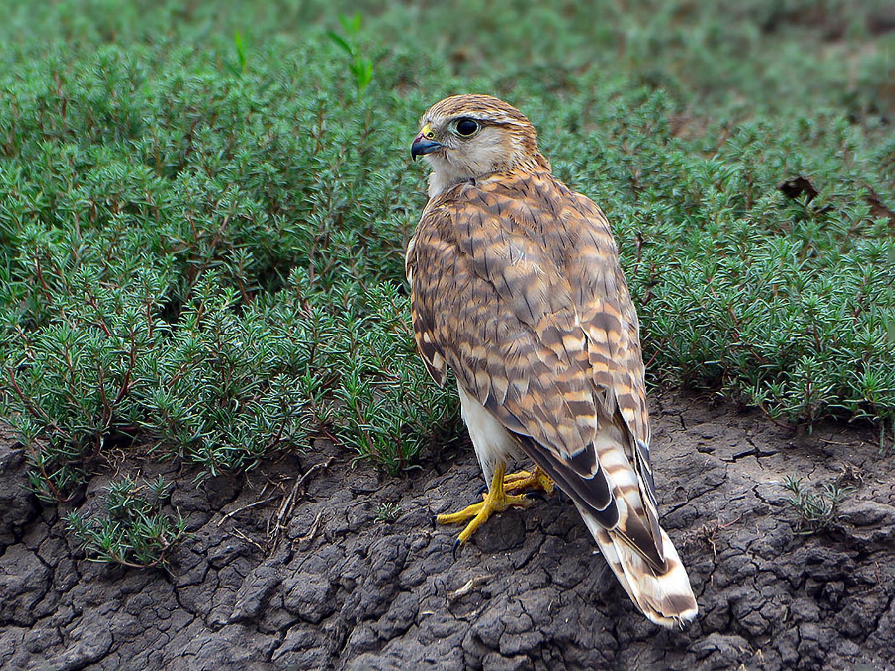 Juvenile Merlin