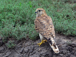 Femelle/immature (Pallid) - Andrey Kovalenko - ML303412161