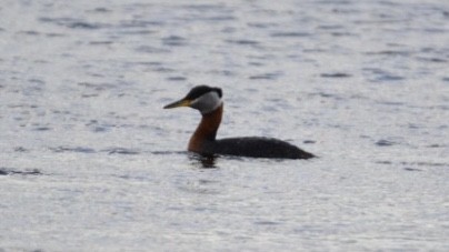 Red-necked Grebe - ML303416791