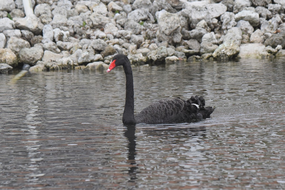 Black Swan - ML303418301