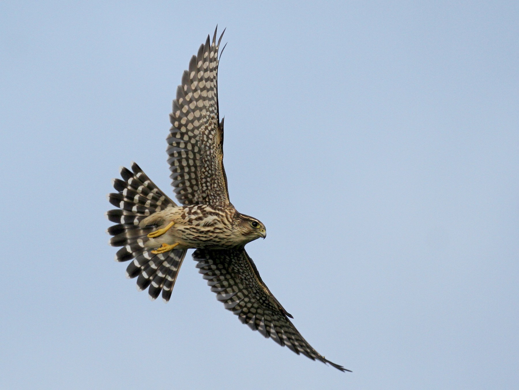 merlin falcon