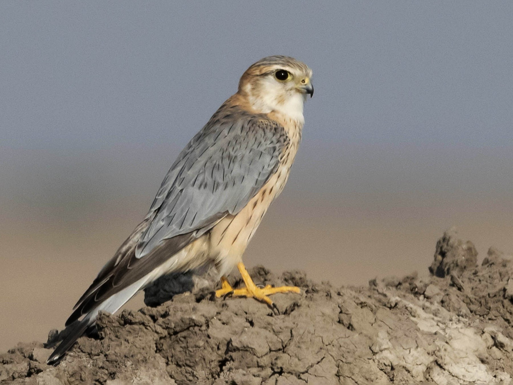 Merlin - Prabhakar Manjunath