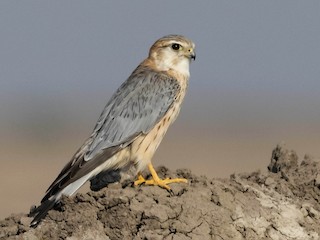 adultes Männchen (Pallid) - Prabhakar Manjunath - ML303419171