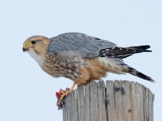 นกเพศผู้เต็มวัย (Prairie) - Andy Bankert - ML303425061