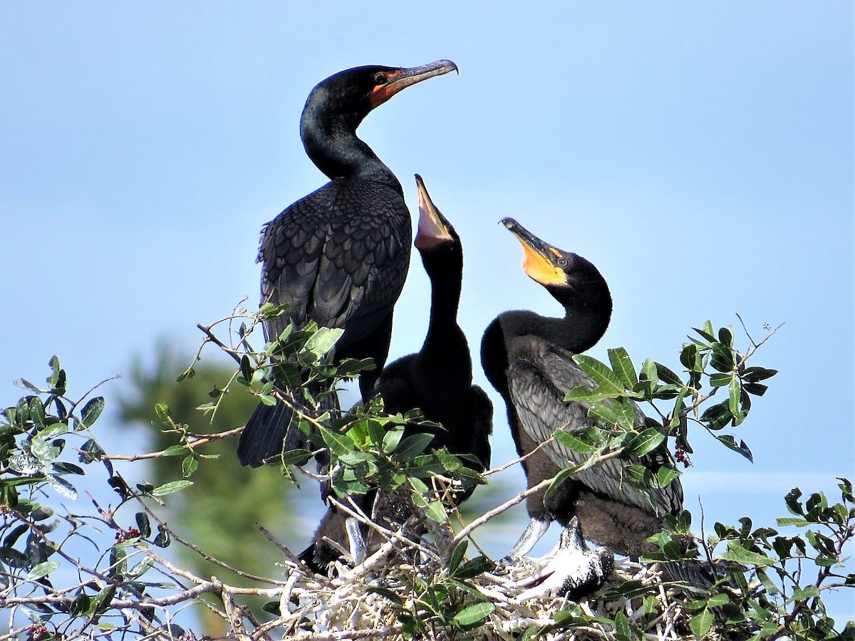 Double-crested Cormorant - Mary Lusk