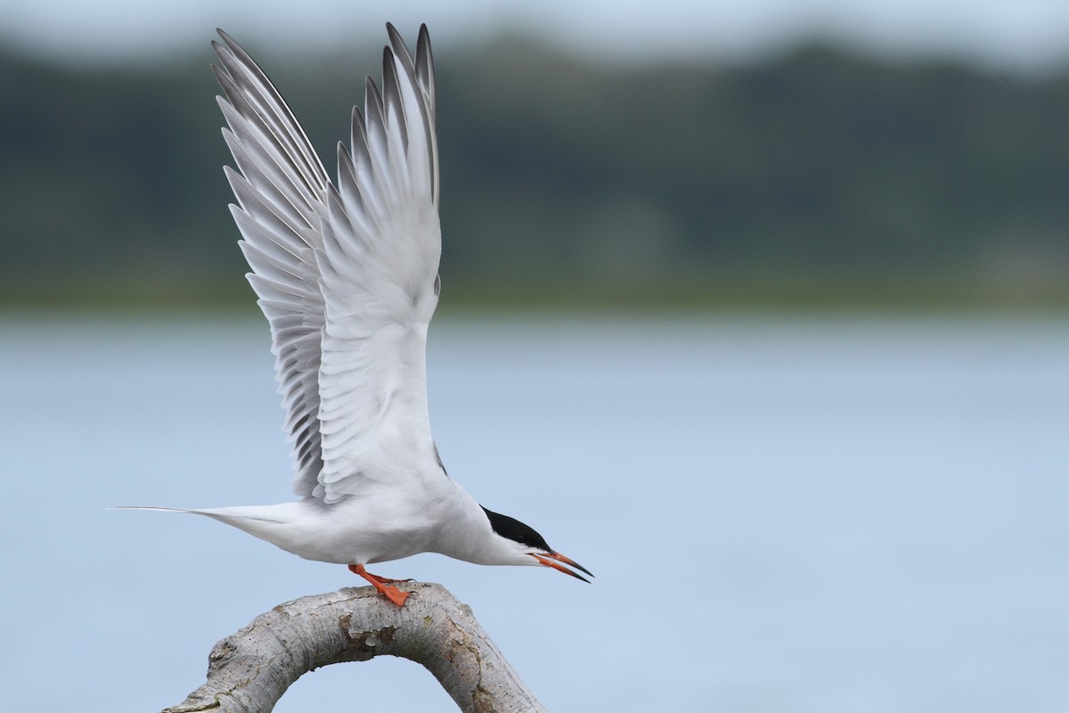 Common Tern - Evan Lipton