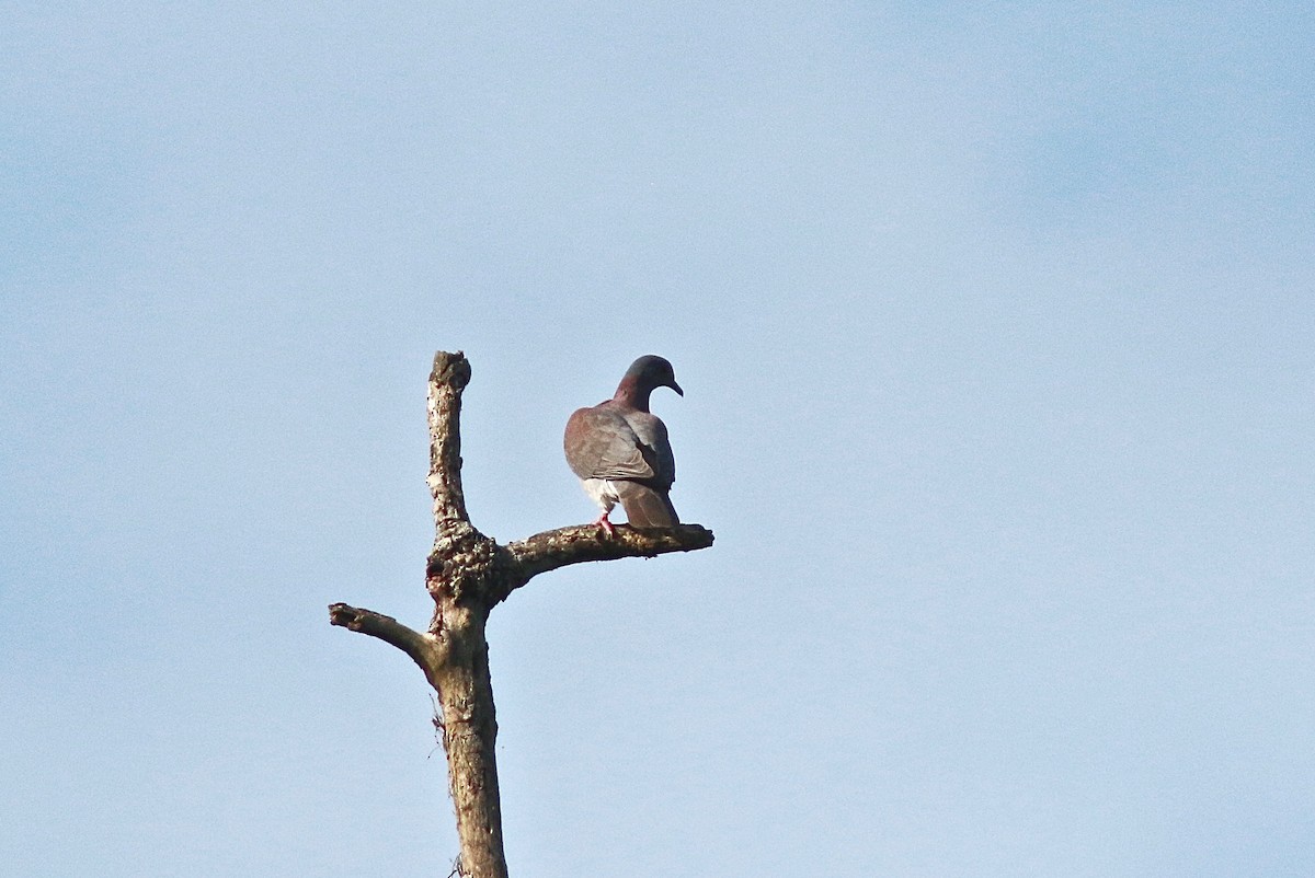 Pale-vented Pigeon - ML303428621