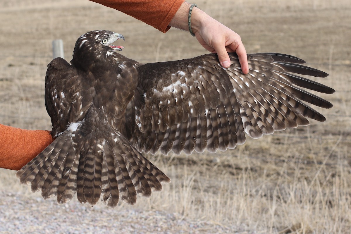 Red-tailed Hawk (Harlan's) - ML303437611