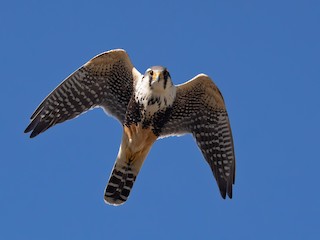 FALK spalo FA アラバマ Aplomado Falcon - eBird