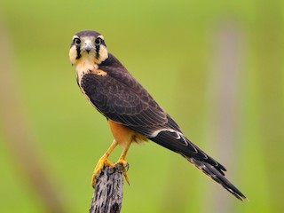 falco pedomom Faucon aplomado - eBird
