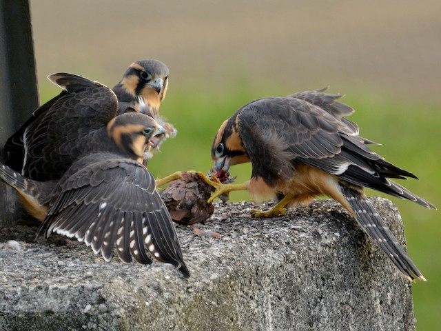 Aplomado Falcon Flying