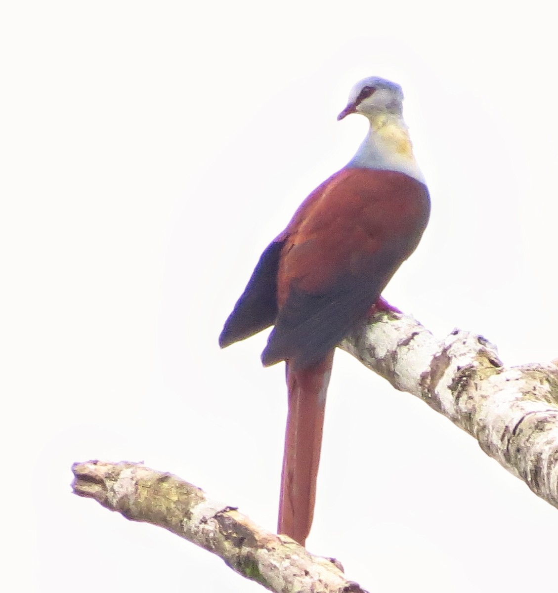 Great Cuckoo-Dove - ML303441301