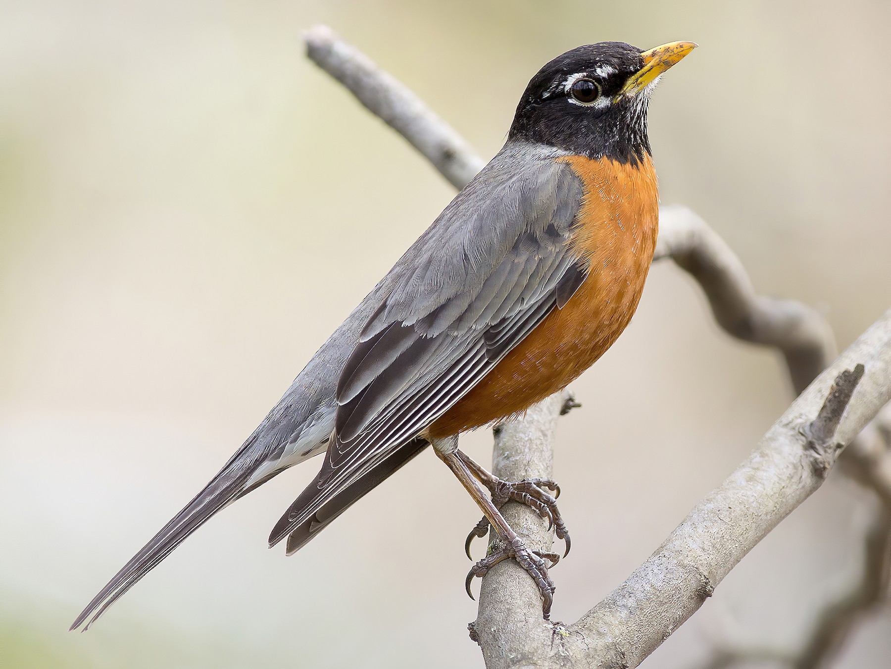 American Robin - Alex Eberts