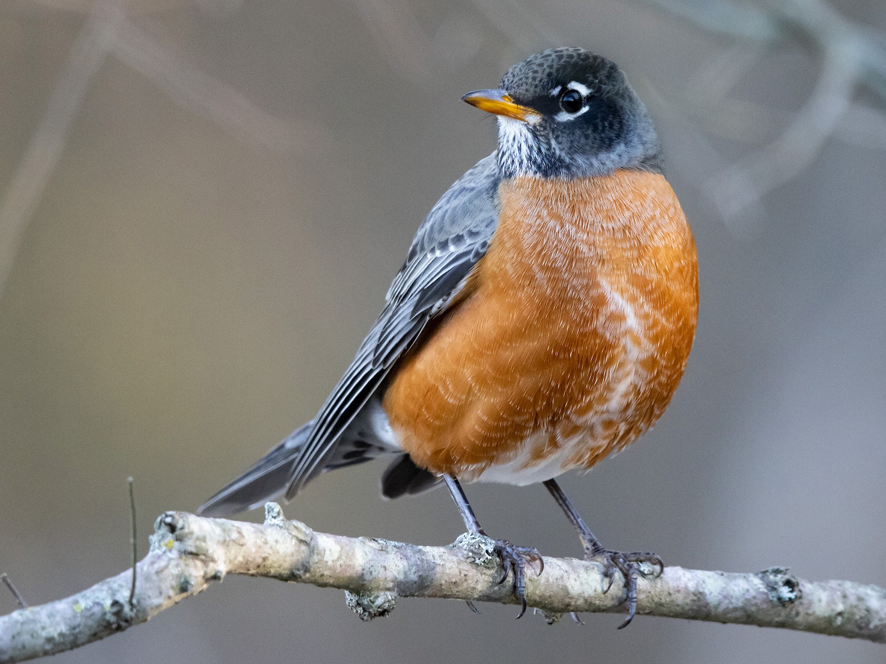 American Robin - Mike Cameron